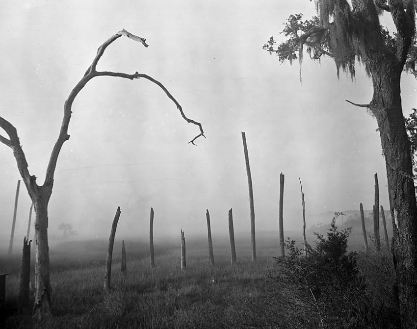 Marsh sunrise, fog