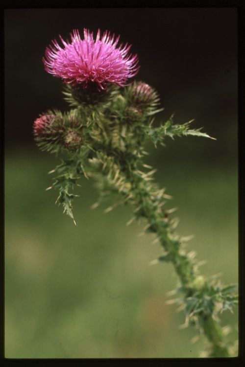 Marsh Thistle.