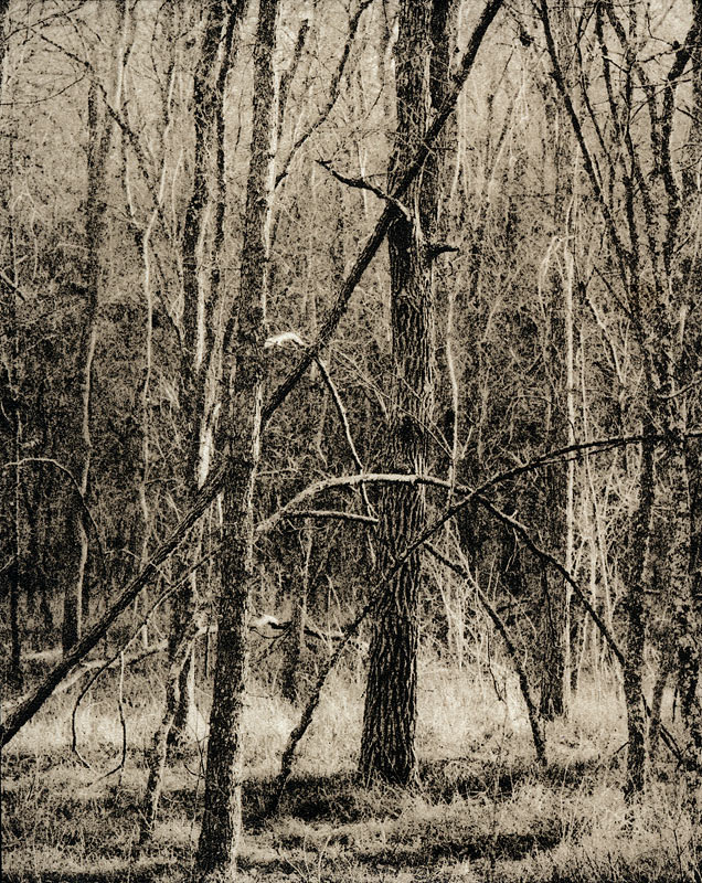 McKinney roughs bending trees 1