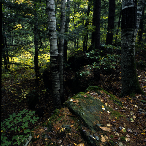 McLeod Pond # 1