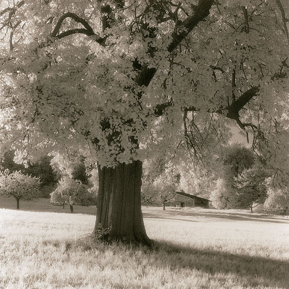 Meadow and Pear Tree