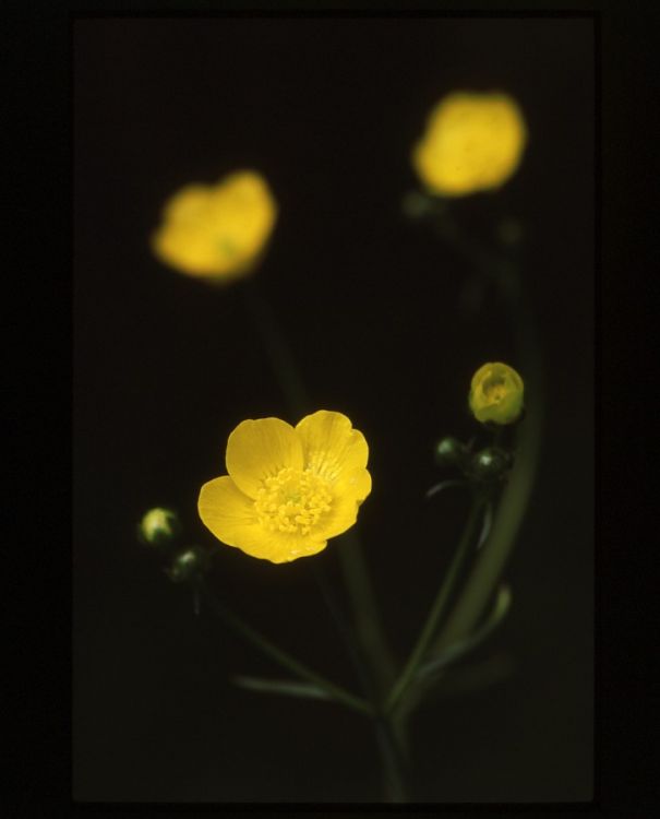 Meadow Buttercup.