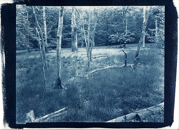 Meadow - Catoctin Mountain Park, MD