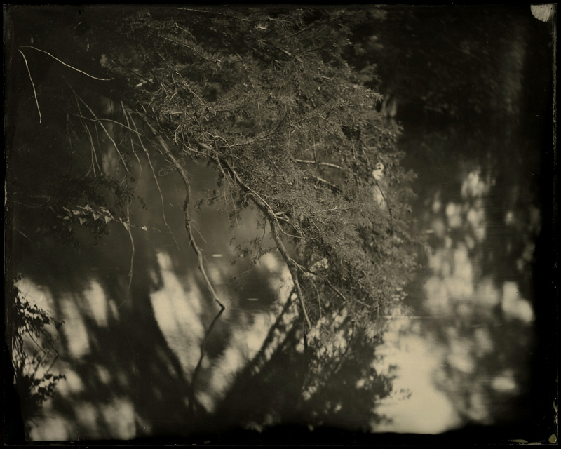 Medina River - Low Hanging Branch