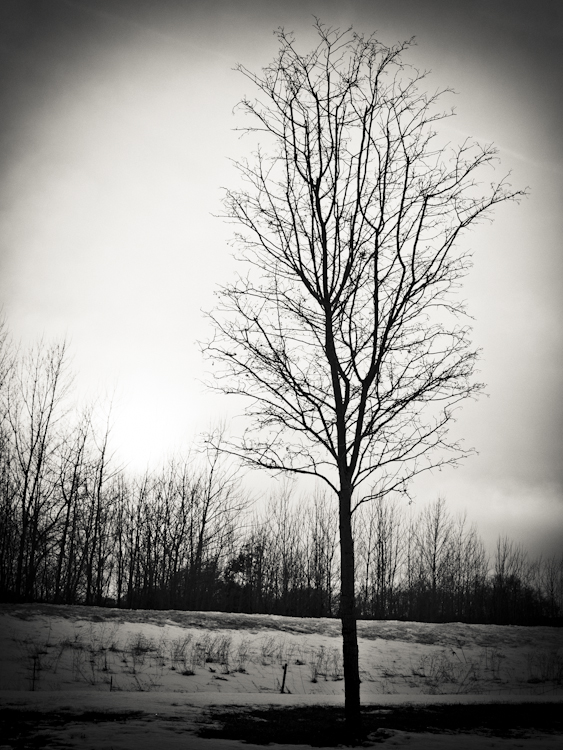 Meijers Tree