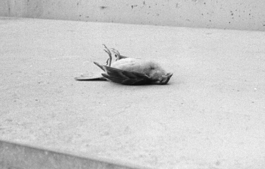 Memento mori on the way to work