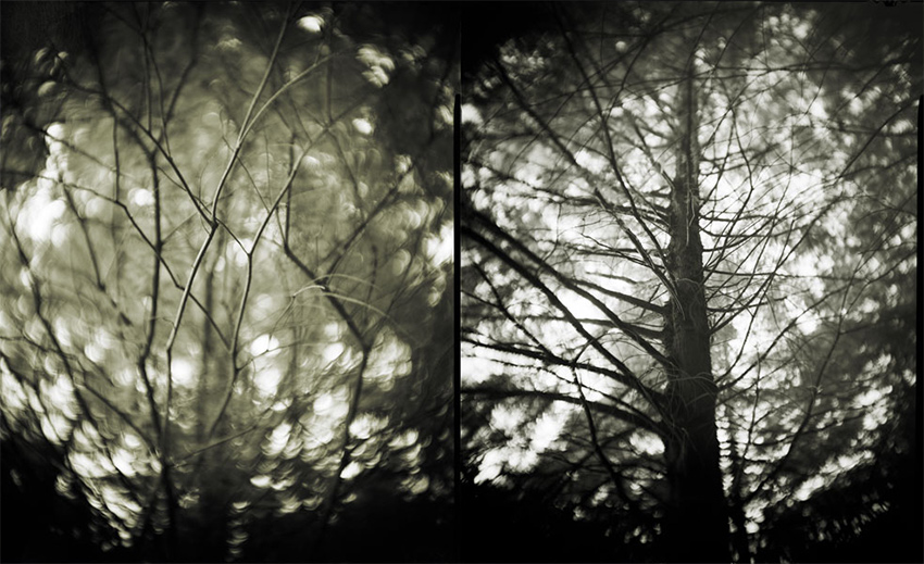 Memory, The Forest