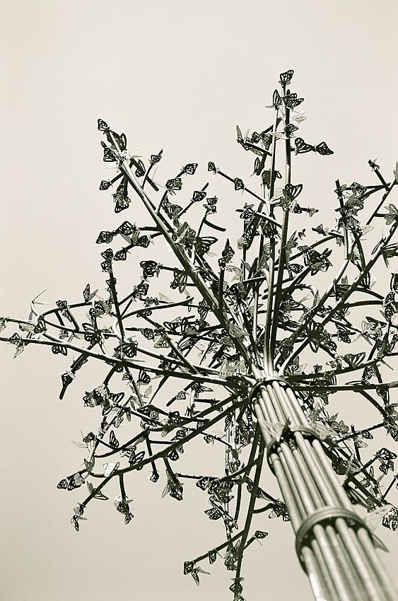 Memphis cancer surviver butterfly tree