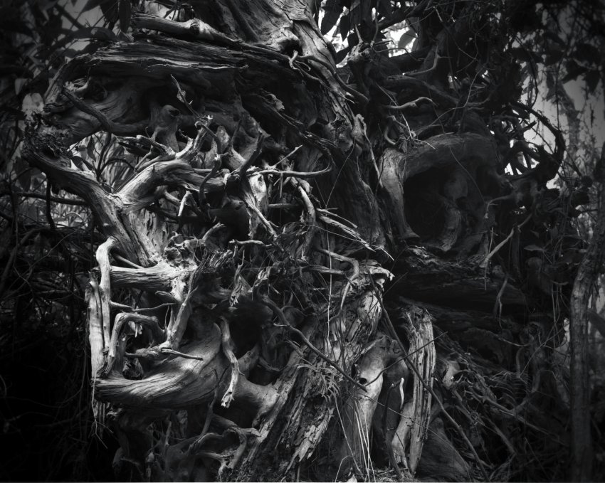 Menagerie
