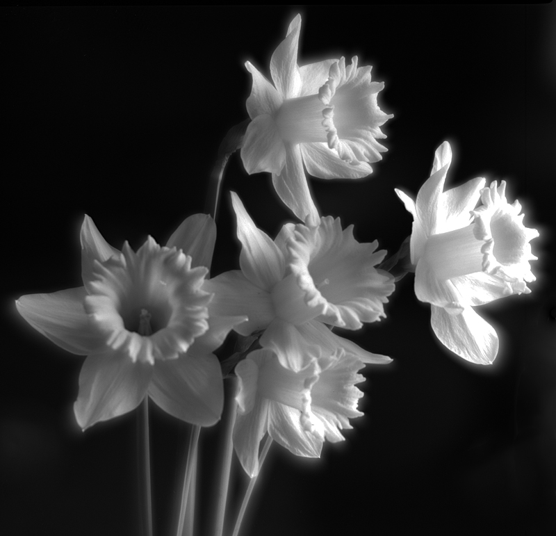 Meniscus daffodils...