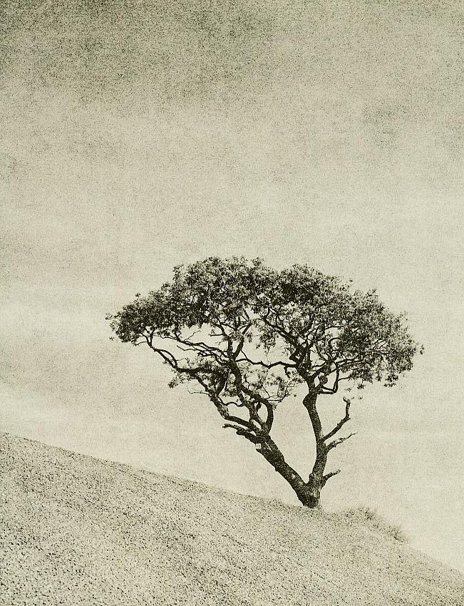 Mersea Island Tree