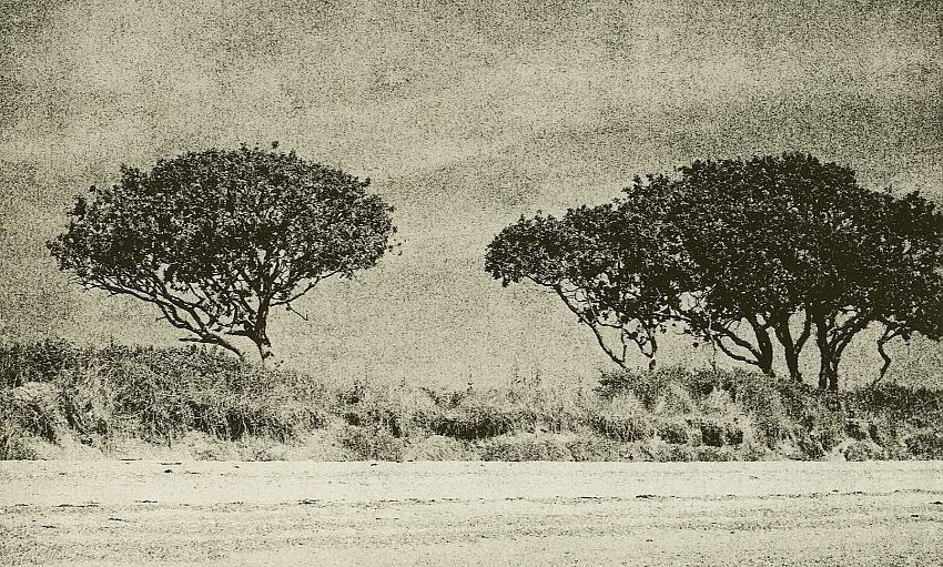 Mersea Island Trees