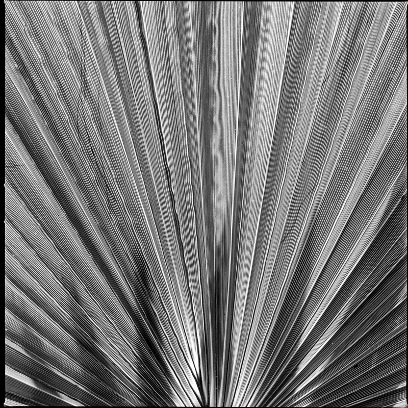 Mexican Fan Palm