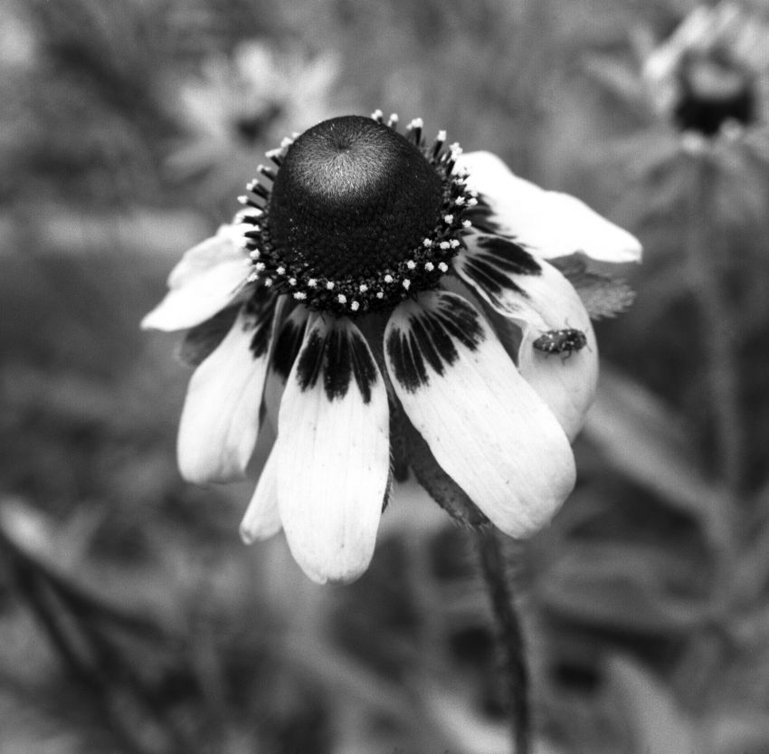 Mexican Hat