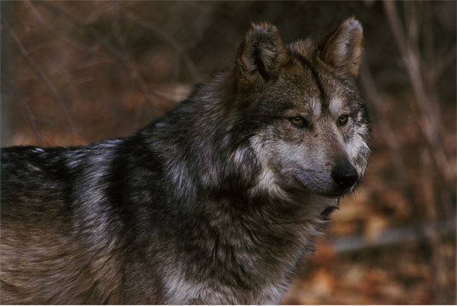 Mexican Wolf