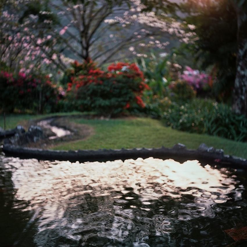 Mi Jardin Es Su Jardin, Morning