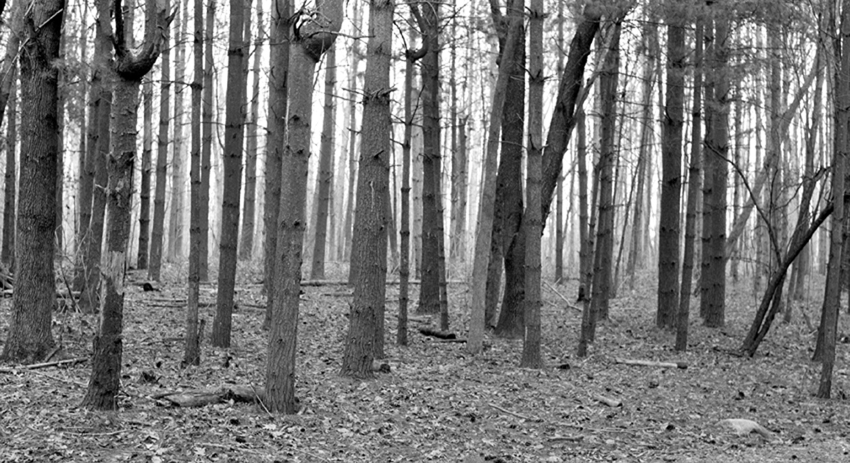 Michigan Pines