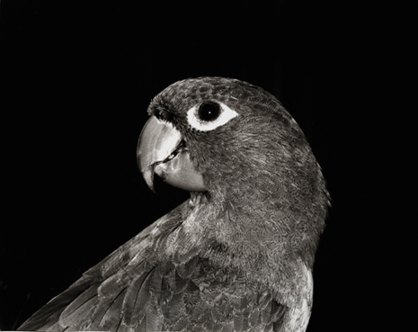 Micky Bird
