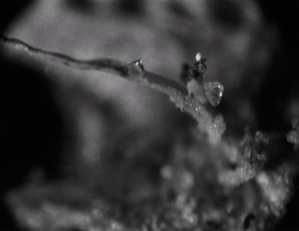 Microscopic Study l