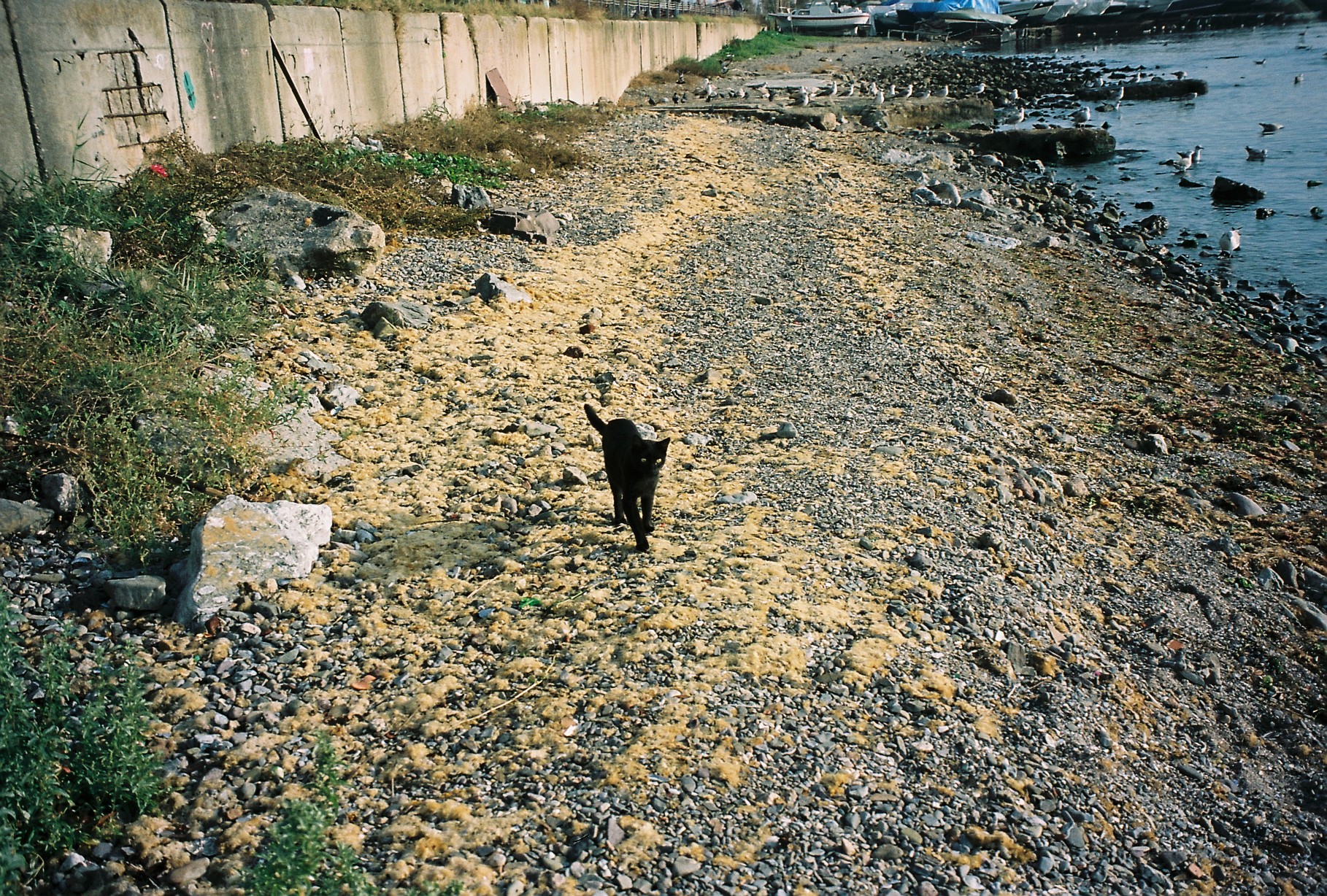 Mighty Cat on Sea Grass
