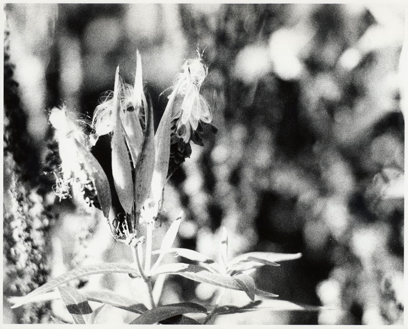 milkweed