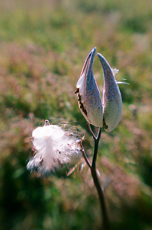 Milkweed