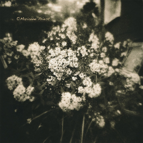 Mini Daisies