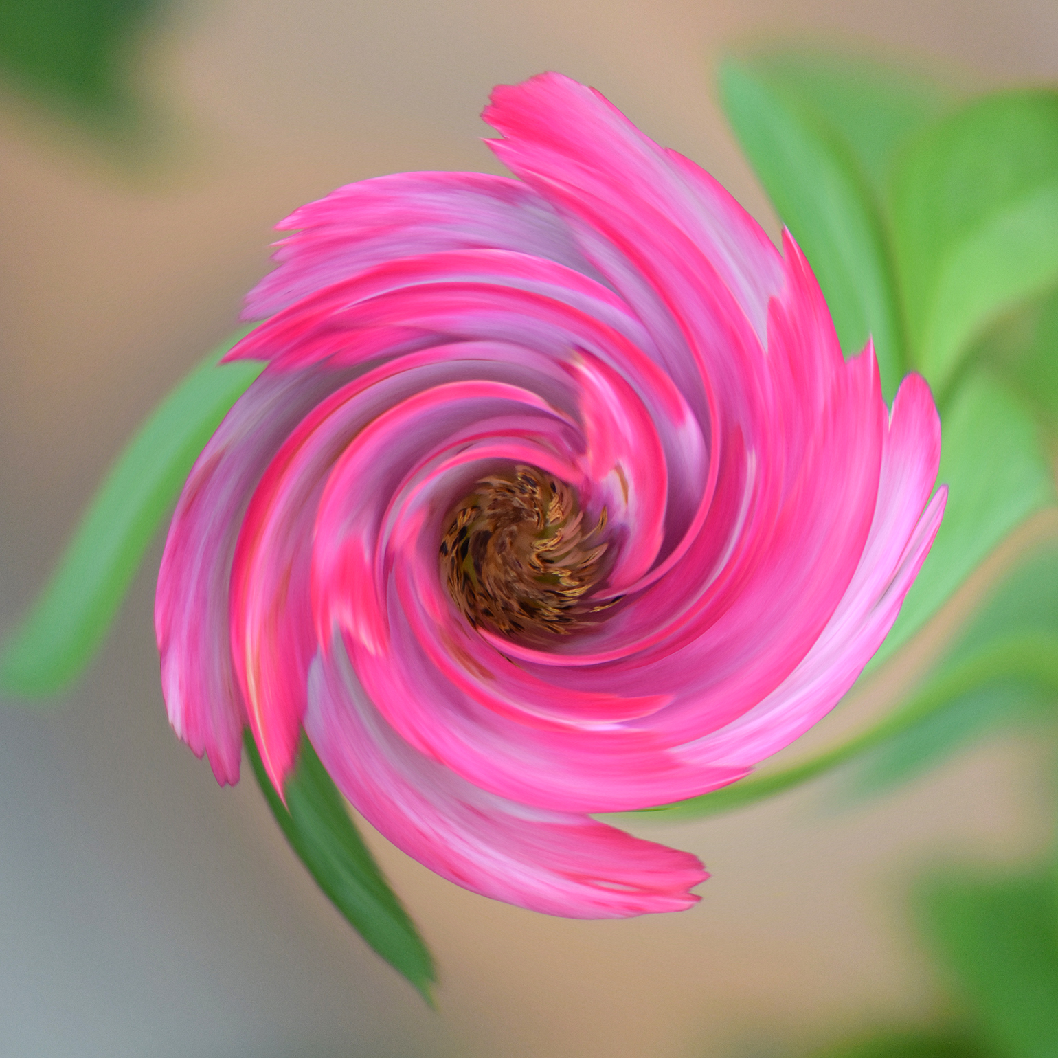 Mini Rose