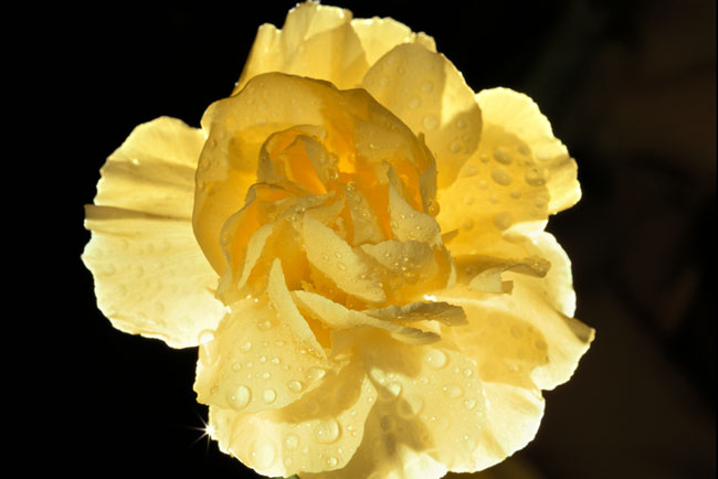 Miniature Yellow Carnation