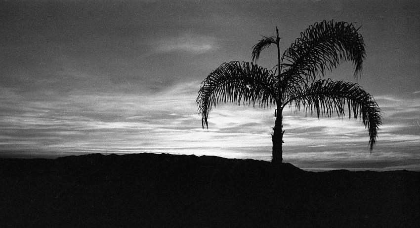 minimalist palm