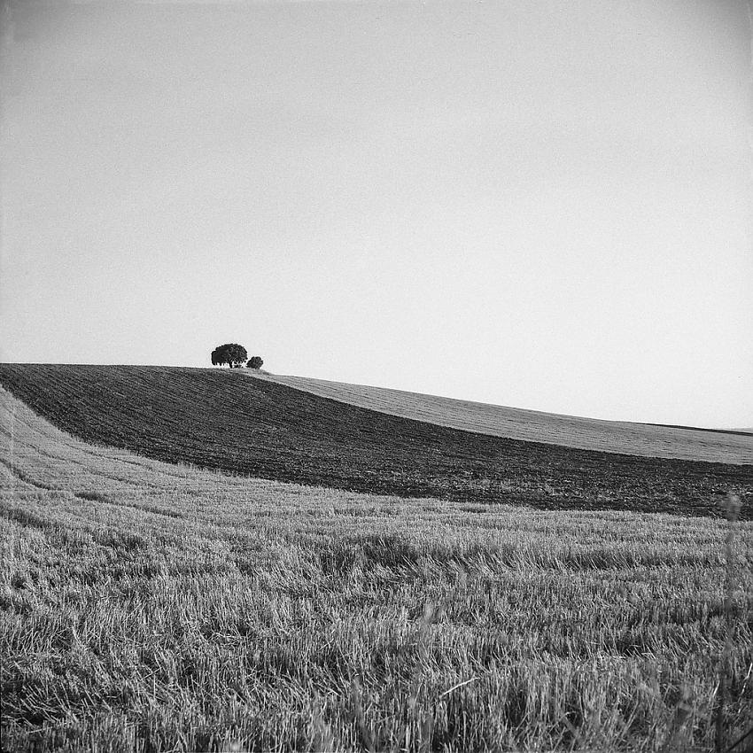 minimum landscape