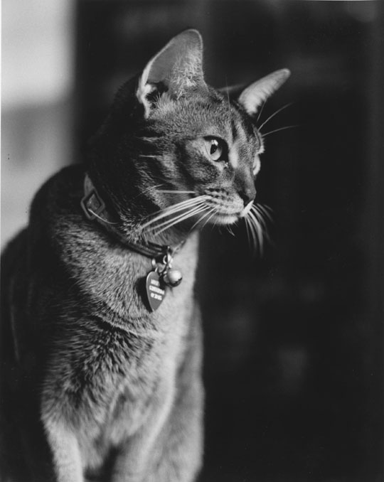 Miniver