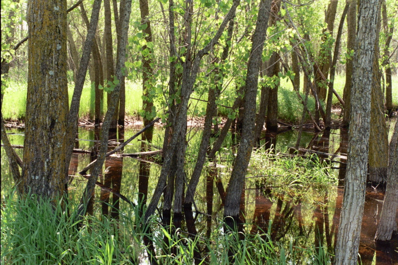 Minnesota Swamp