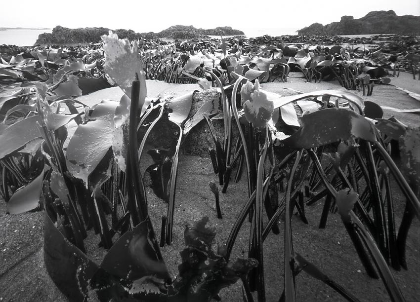 minus tide on strawberry hill beach no. 1