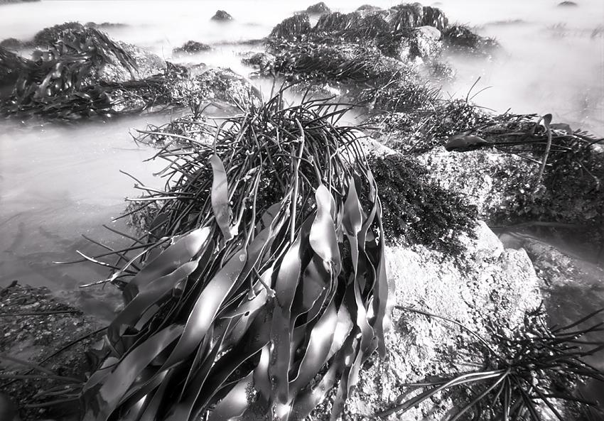 minus tide on strawberry hill beach no. 2