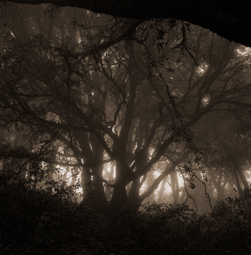 mirkwood