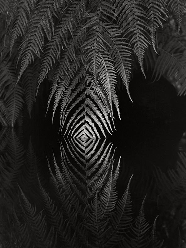 Mirror in the Water
