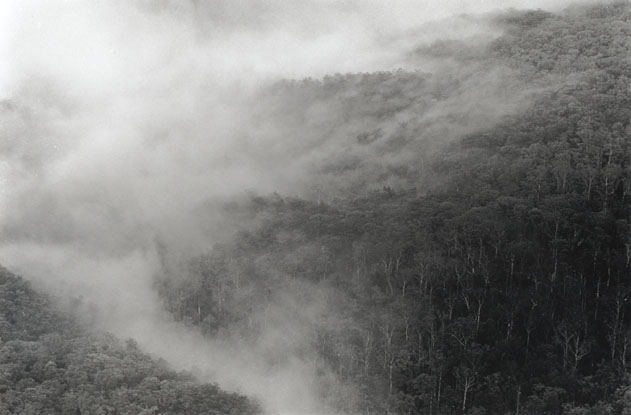 Mist in Jamieson Valley