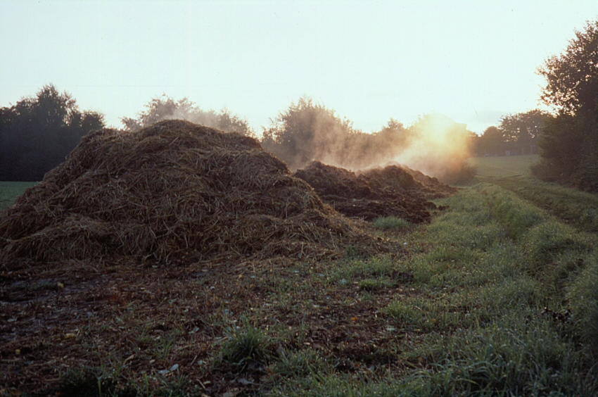 Mist in the morning