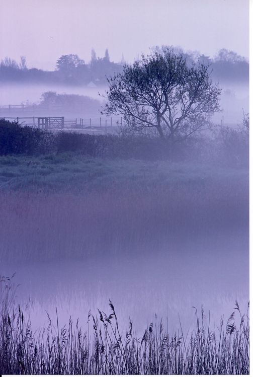Mist on Creek.