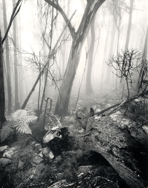 Mist on Mumbulla mountain