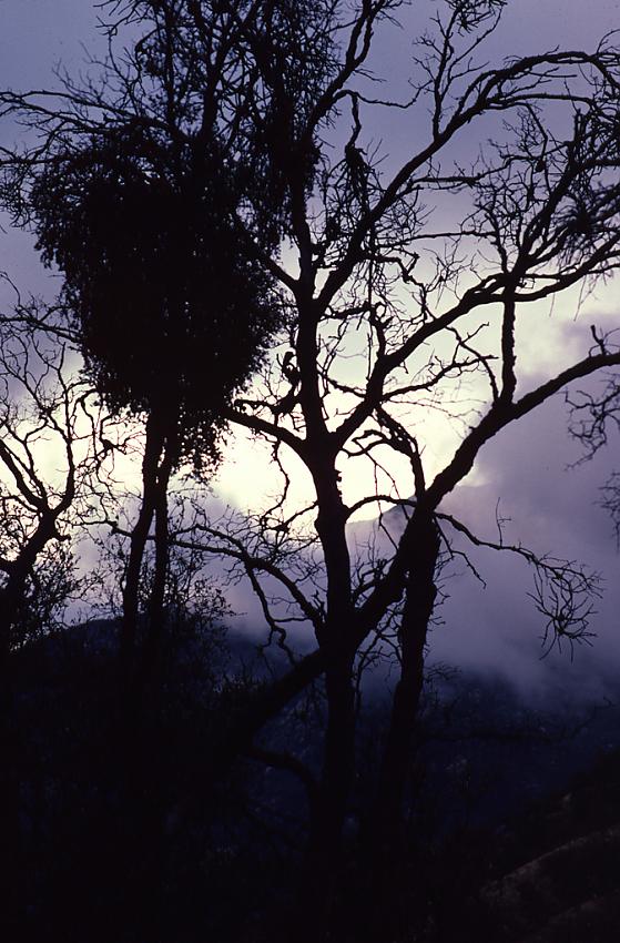 Mistletoe, Sequoia NP