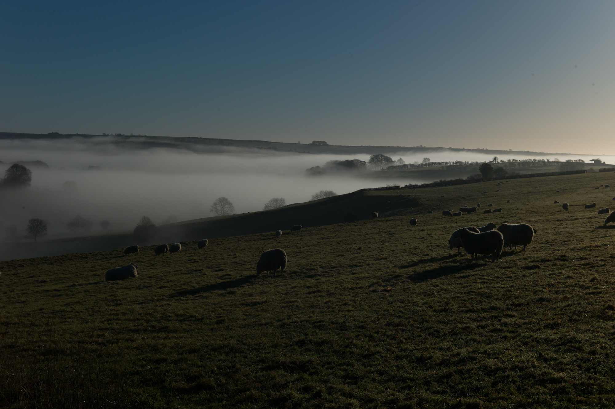 Mists At Lancombe Bottom