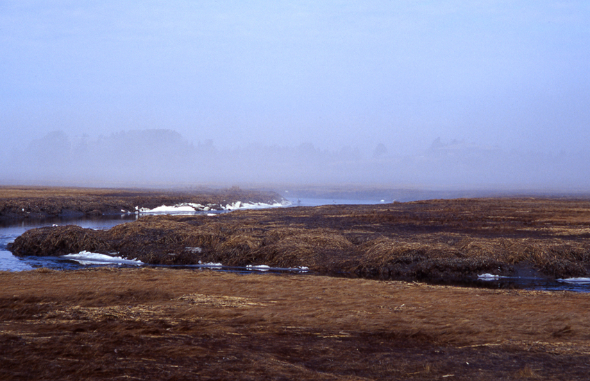 Misty Bog