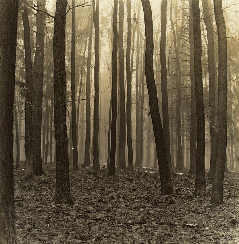 Misty Morning
