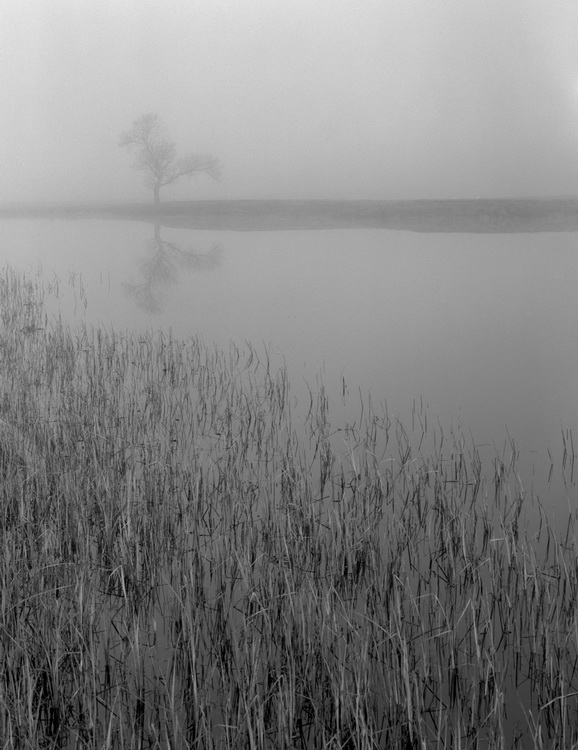 Misty River Tree