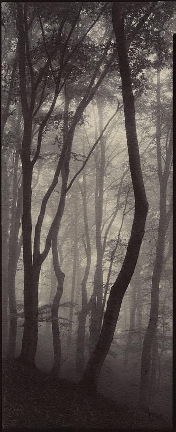 Misty Woods