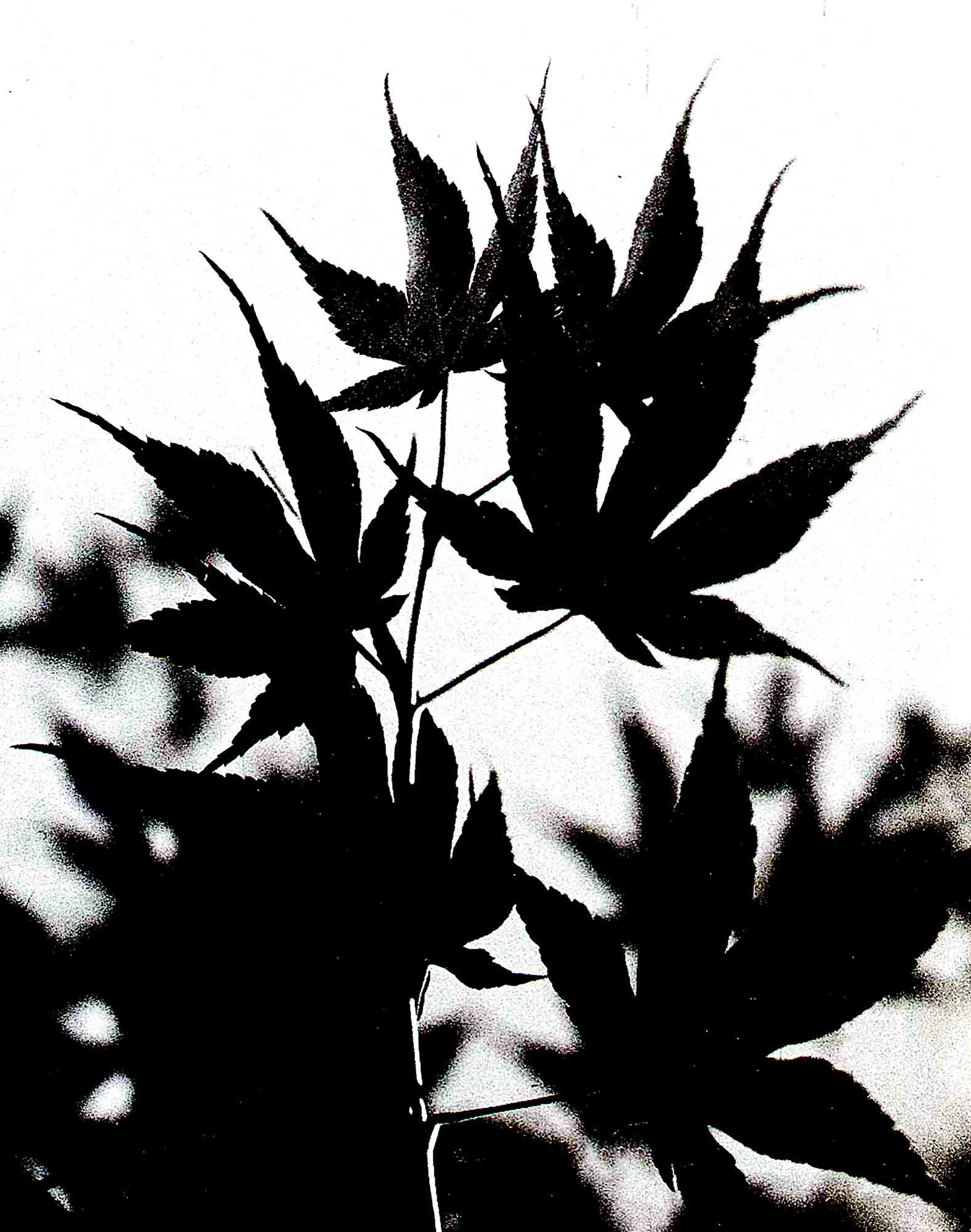 Momiji-Silhouette