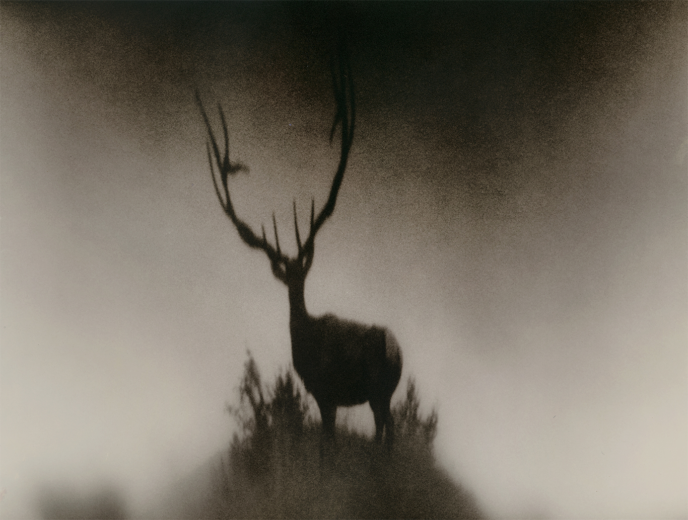 Monarch Of The North