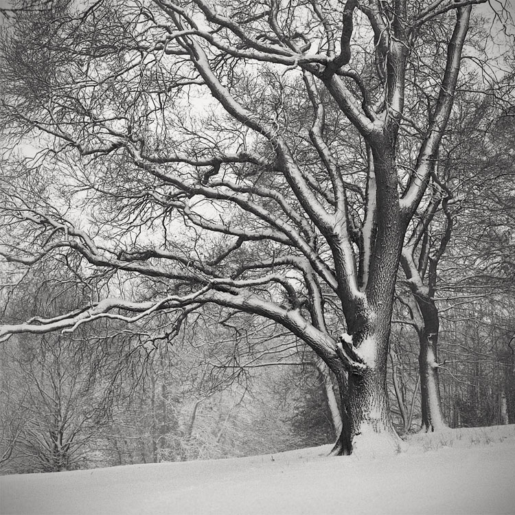 Monday Snow